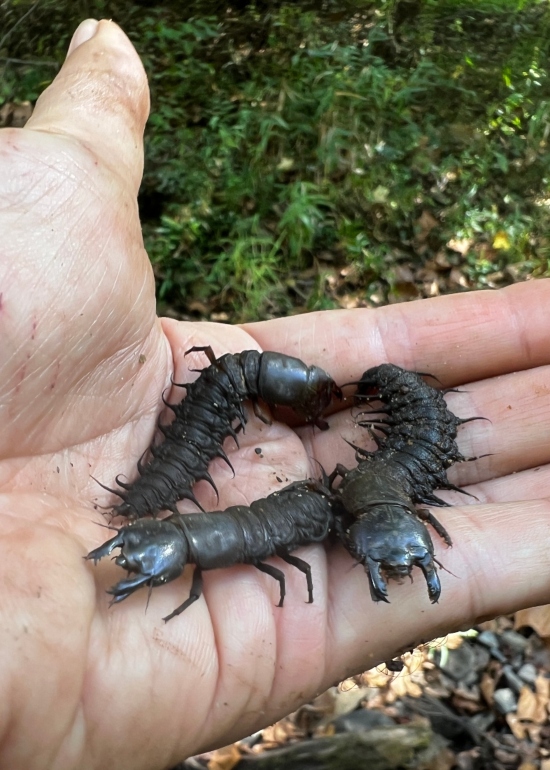 Hellgrammites